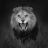 Leo ni Kesho. 的头像