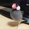 Profilbild von ヨシ