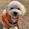 生大🍺のもぶー profil fotoğrafı