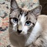 dedora live's profile picture