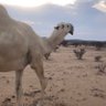 Фото профиля أبو سعود