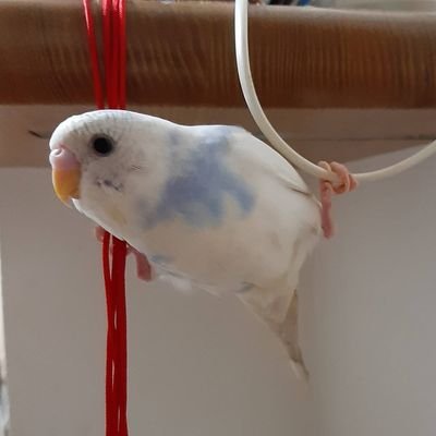 小さな救命士ぴっちゃん's profile picture