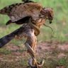 Profilbild von Mlondolozi