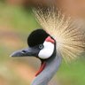 Thomas Kamugisha's profile picture