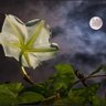 Moonflower Vine profil fotoğrafı