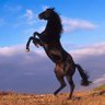 Фото профиля ابراهيم الكريزي