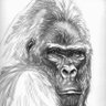 Profilbild von Gorilla