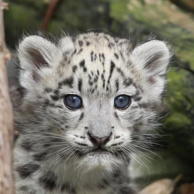 ADAMAS_2's profile picture