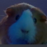 Bravo's profile picture