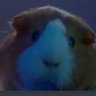 Profilbild von Bravo