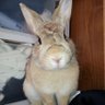 やすか profil fotoğrafı