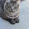 Фото профиля catty