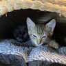 Фото профиля シンパパと息子と保護猫達