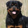 Berenzen8004's profile picture