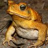 Profilbild von IlRospoAvvelenato