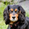 Фото профиля 🐶🐶Spaniels Rule🐶🐶