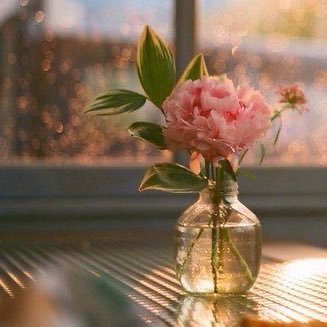 Mira | มิรา 🌷's profile picture