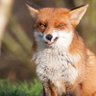 Elsu🦊 profil fotoğrafı