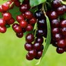 Profilbild von Taflan🍇