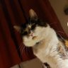 Бараболька profil fotoğrafı