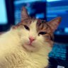 Profilbild von Добрий Кіт