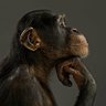 Profilbild von Monkey Hooman