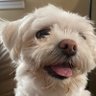 Rat the Dog 的头像