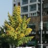 tree3's profile picture