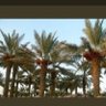 Profilbild von حلوة الوسيطاء٠