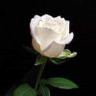 Фото профиля whiterose