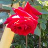 ジョナサン🌹🌹🌹 的头像