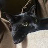 猫中's profile picture