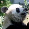Cute Panda profil fotoğrafı