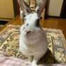 Profilbild von 🐰スロたん🐇(朝が苦手🫠)