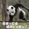 Фото профиля 🎋🐼🍑初代ぱんだ丸🍑🐼🐾