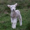 Фото профиля Lost Sheep