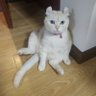 疯狂的小皮 profil fotoğrafı