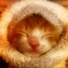 ゴウ's profile picture