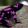 Froggy187888 的头像