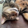 sylvie dupraz's profile picture