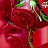 🇦🇪🇵🇸🇯🇴Ayat J 的头像