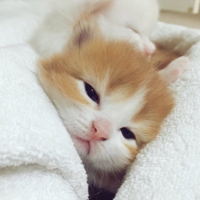 보리꼬리's profile picture