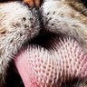Con pelos en la lengua profil fotoğrafı