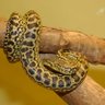 python's profile picture