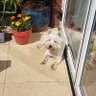 Steptoe profil fotoğrafı