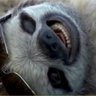William Belanger's profile picture