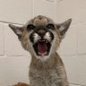 Profilbild von CatB