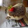 🍓🦔's profile picture