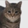 snowcone's profile picture