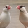 モカとチョコ's profile picture